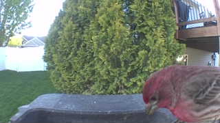 house finch