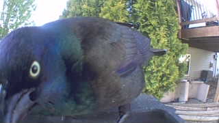 common grackle