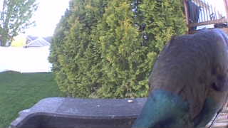 rock pigeon