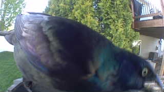 common grackle
