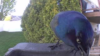 common grackle