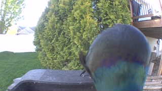 rock dove