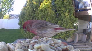house finch