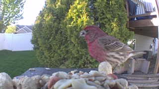 house finch
