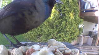 common grackle