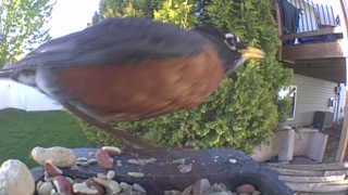 american robin