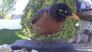 american robin