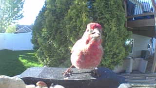 house finch