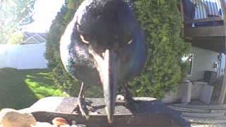 common grackle
