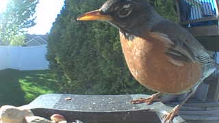 american robin