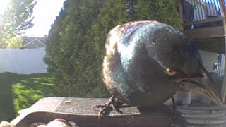 common grackle