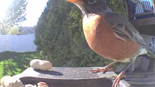 american robin