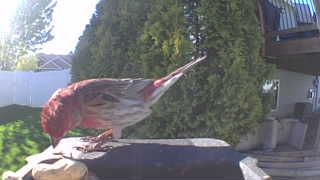 house finch