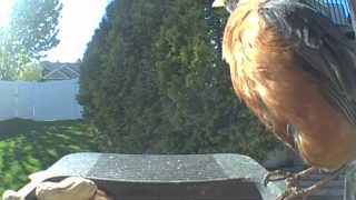american robin