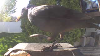 american crow