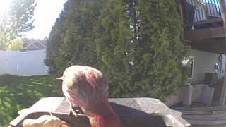 house finch