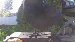 american crow