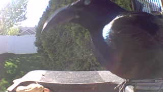 american crow