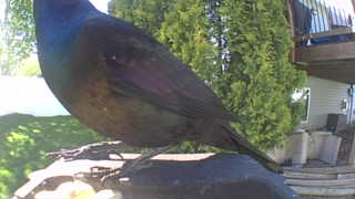 common grackle