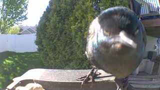 blue jay