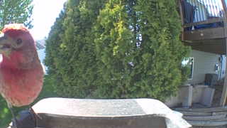 purple finch