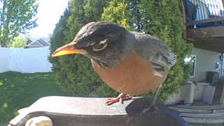 american robin