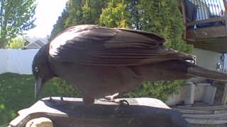 common grackle