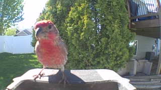 house finch