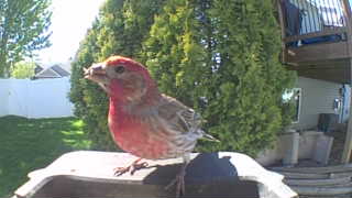 house finch