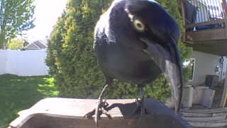 common grackle