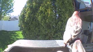 red-tailed hawk