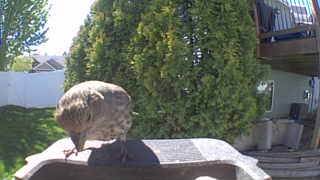 mourning dove