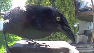 common grackle
