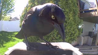 common grackle