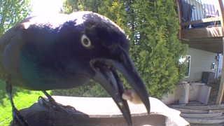 common grackle