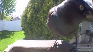 common grackle