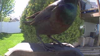 common grackle