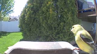 american goldfinch