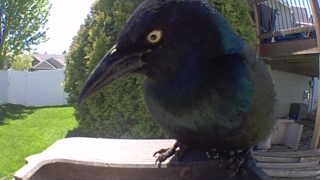 common grackle