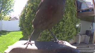 american crow