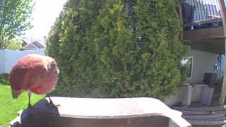 house finch