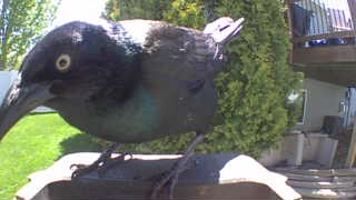 common grackle
