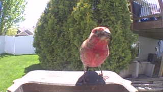 house finch