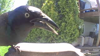 common grackle