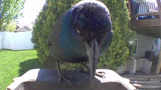 common grackle
