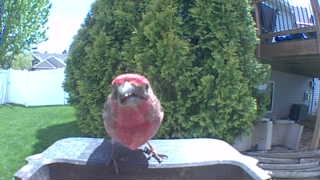 house finch
