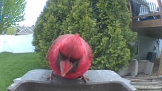 northern cardinal