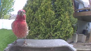 purple finch