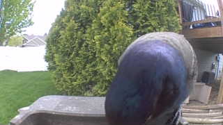 mallard