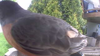 american robin